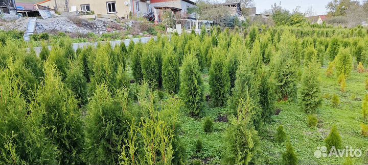 Туя, Колумна (Колоновидная, семенная)