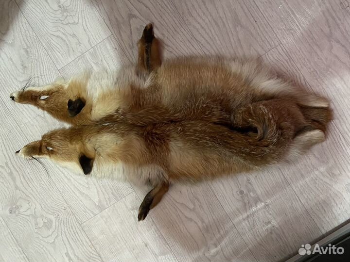 Шкурка животного лисичка