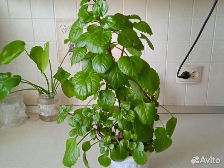 Комнатные растения