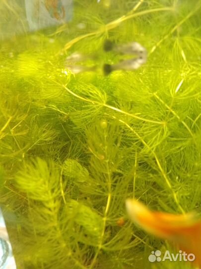 Рыбки гуппи