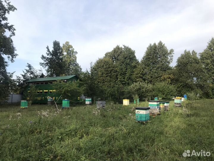 Мед с пасеки Антропова цветочный, разнотравье