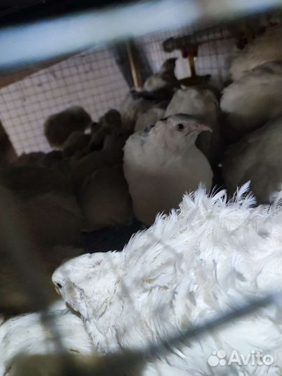 Инкубационное яйцо и цыплята Техасского перепела