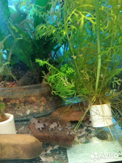 Коридорасы панда, трилинеатус