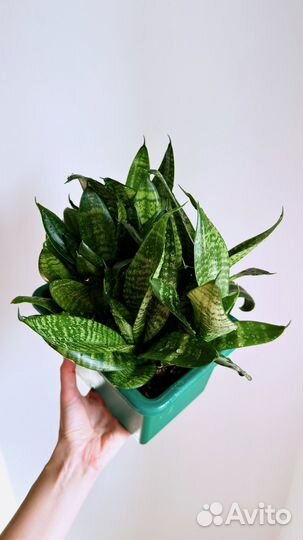 Сансевиерия ханни