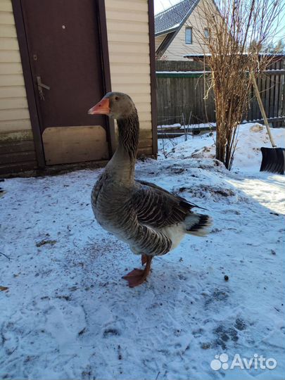 Яйцо гусиное для инкубации