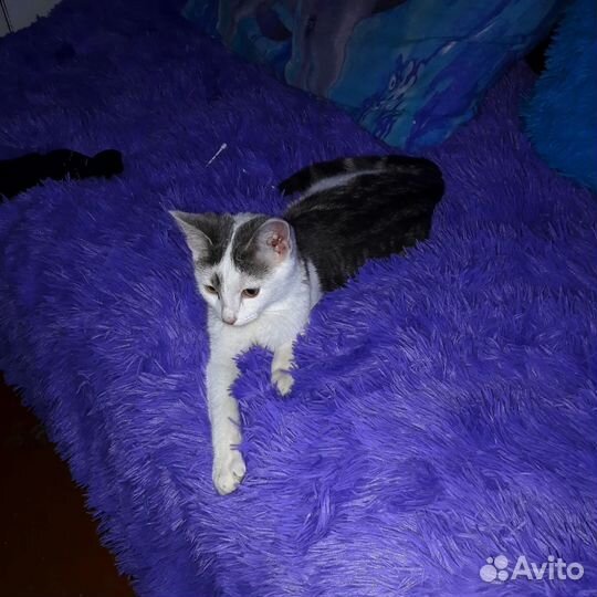 Передержка кошек. Зоогостиница. Зооняня