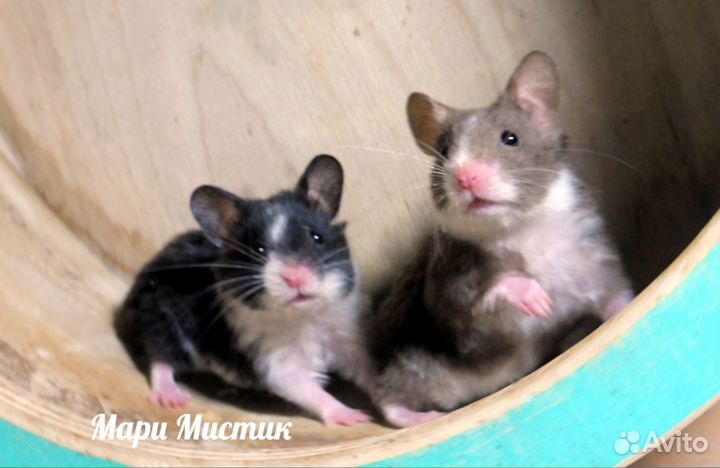 Сирийский хомяк ангорский атлас видео