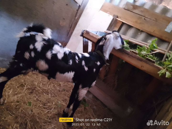 Нубийский козел