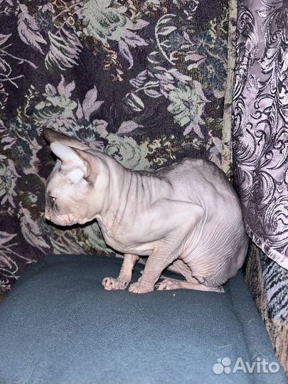 Сфинкс мальчик