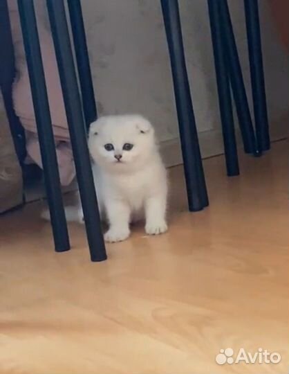 Шотландские котята