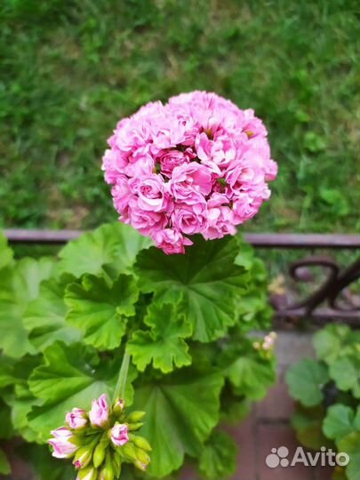 Пеларгония розебудная красная и розовая