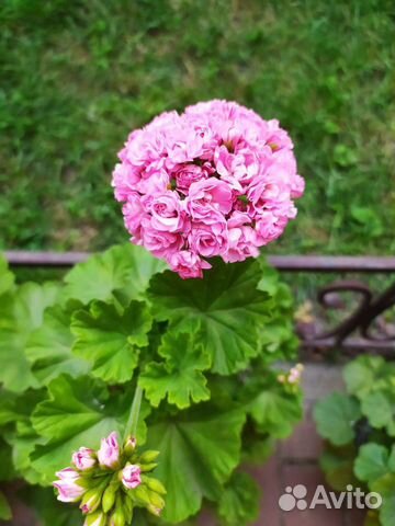 Пеларгония розебудная красная и розовая