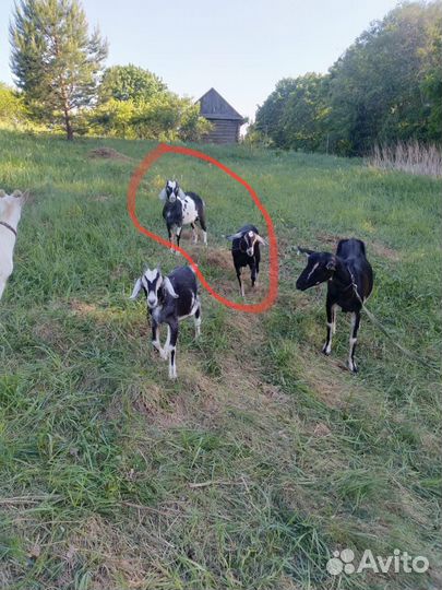 Девочки козы. 3 месяца