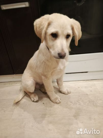 Щенок в добрые руки