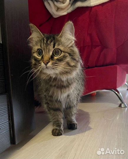 Кошечка Василиса
