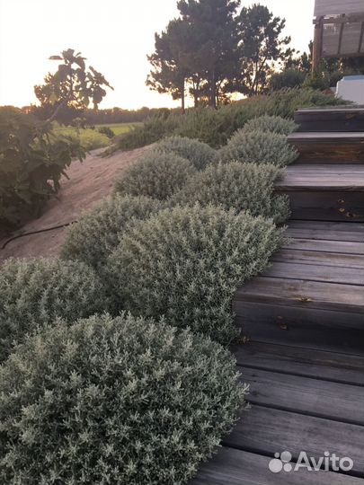 Саженцы Сантолина серебряная зеленая 30см доставка