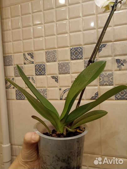 Орхидея фаленопсис белая