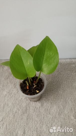 Эпипремнумы марбл квин, неон