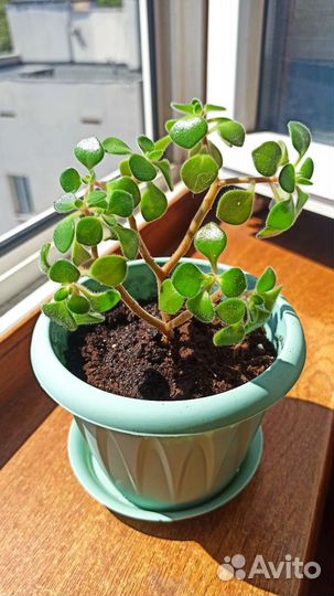 Аихризон дерево любви