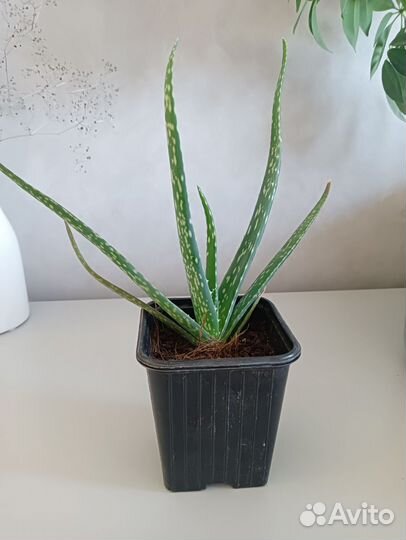 Алоэ Вера растение