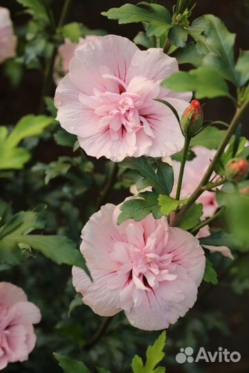 Гибискус Сирийский, Травянистый, Изменчивый,семена