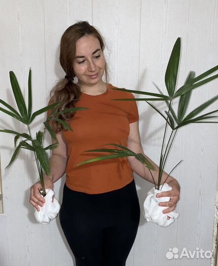 Пальмы Трахикарпус