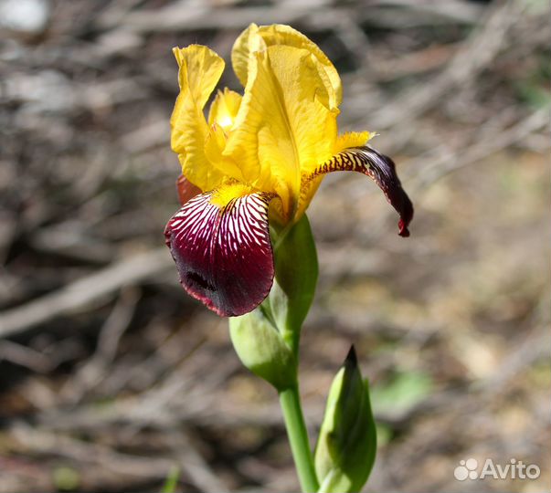Зеркальный фотоаппарат Canon 1300D