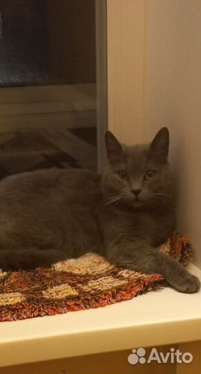 Кошка в дар