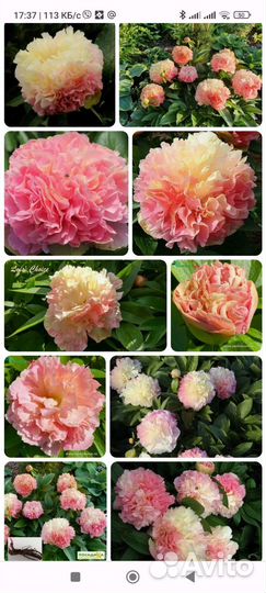 Редкие сорта пионов