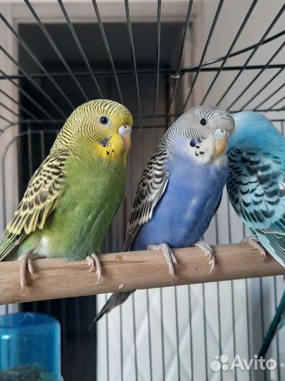 Волнистый попугай