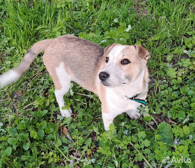 Собака в добрые руки