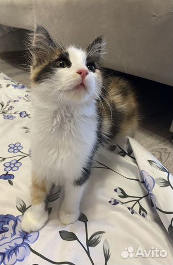 Кошечка в добрые руки