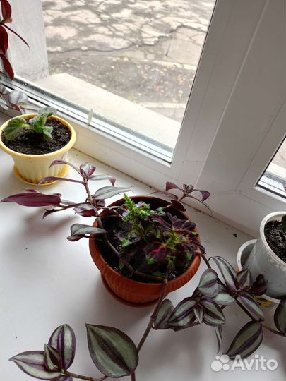 Традесканция зебрина