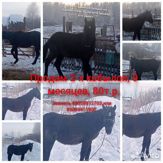 Продам жеребят кобылок