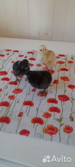 Цыплята доминанты,суточные,месячные