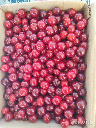 Вишня Морель, ранняя 2