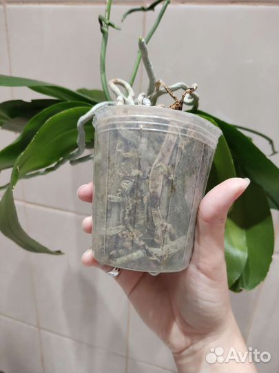 Орхидея фаленопсис