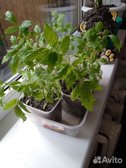 Рассада помидор домашние