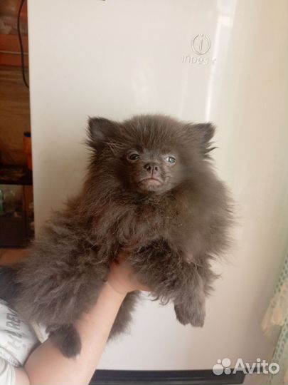 Шпицы малыши