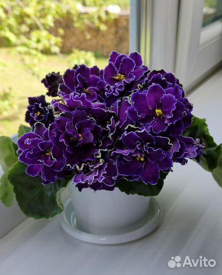 Листочки фиалок