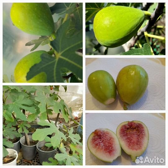 Саженцы инжира