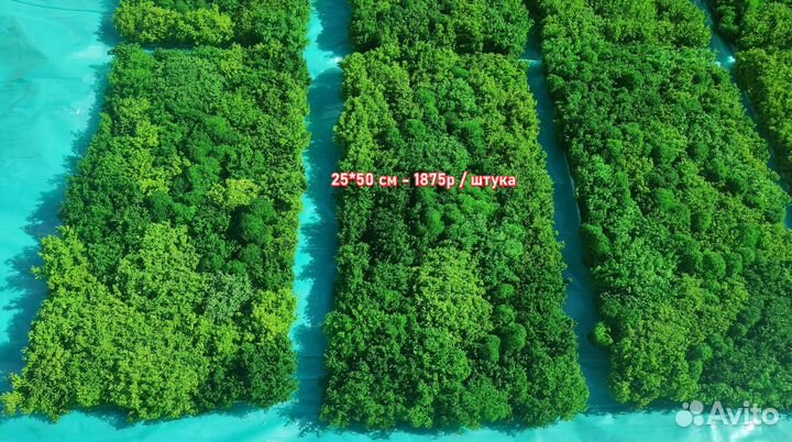 Оживите стены с помощью панелей из мха - эко-дизай