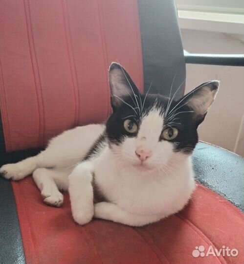 Котик в добрые руки