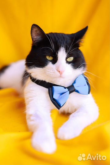 Кот ищет семью