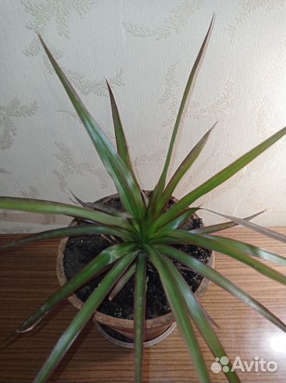 Комнатные цветы драцена