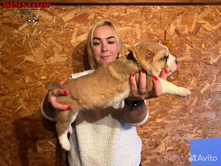 Щенки алабая к резерву