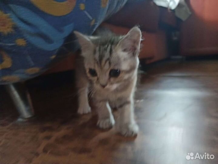 Шотландские