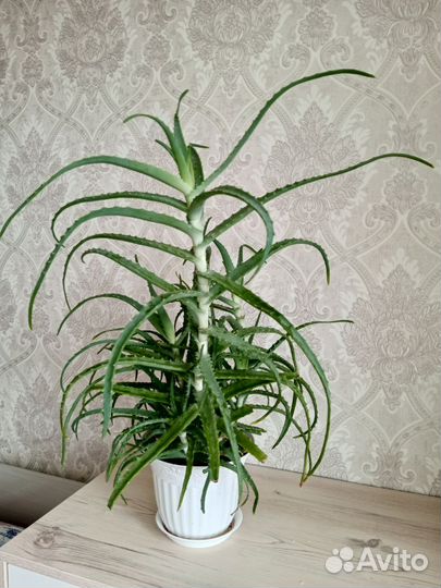 Алоэ лечебный 3 года