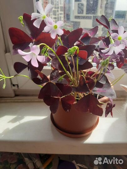 Кислица оксалис