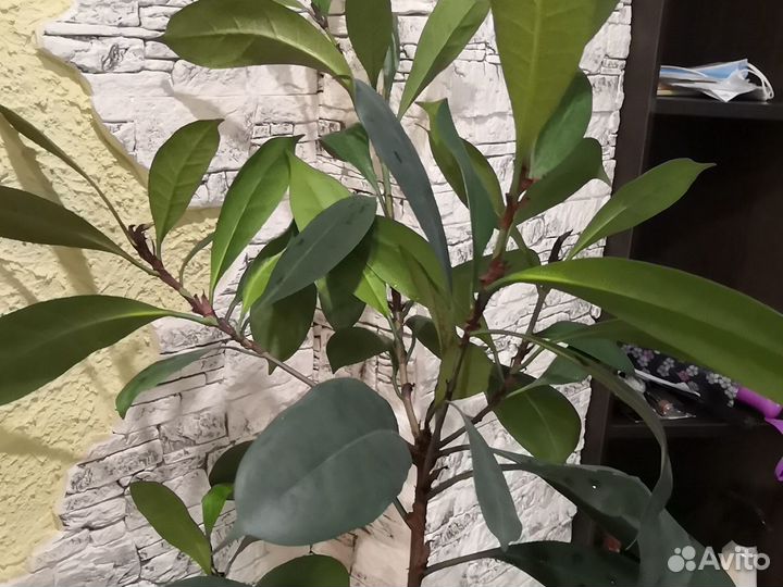 Фикус бокальчатолистный